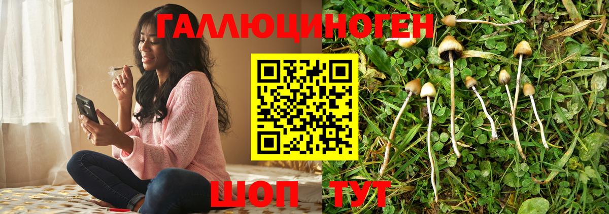 Галлюциногенные грибы Psilocybe Вольск